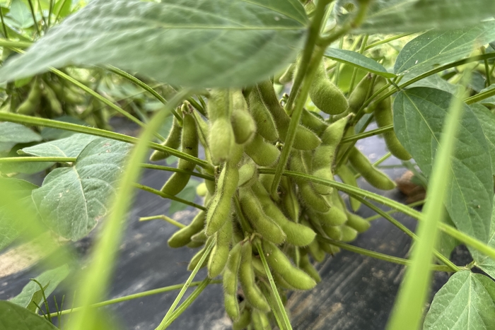 5月に植えた一の坊ファームの「枝豆」