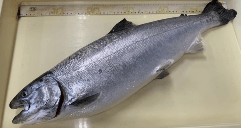 今回養殖に成功した大型サクラマス