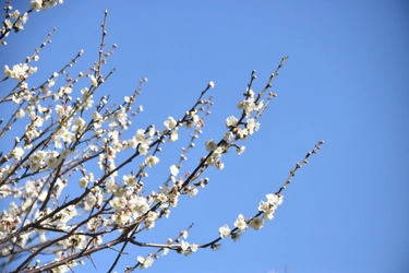 小石川後楽園　「よくわかる！梅講座」2月19日（日）11時半～、13時半～開催！