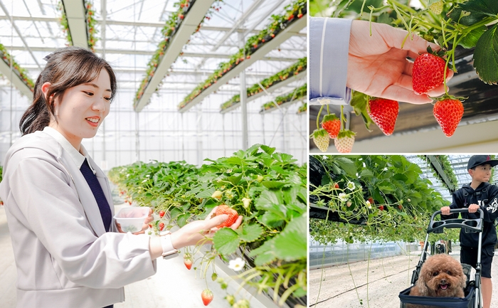 いちご狩りイメージ 画像:常総市提供