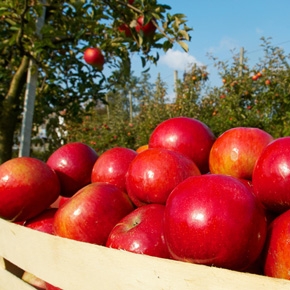 10月のお届け(リンゴ(レッドゴールド))