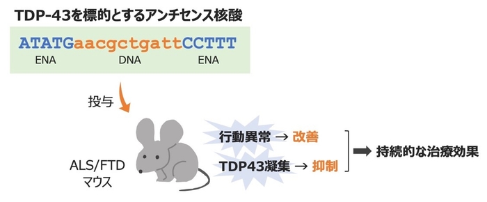タンパク質TDP-43の遺伝子を標的としたアンチセンス核酸がALSやFTDに対して治療効果を発揮することを疾患モデルマウスで示した。
