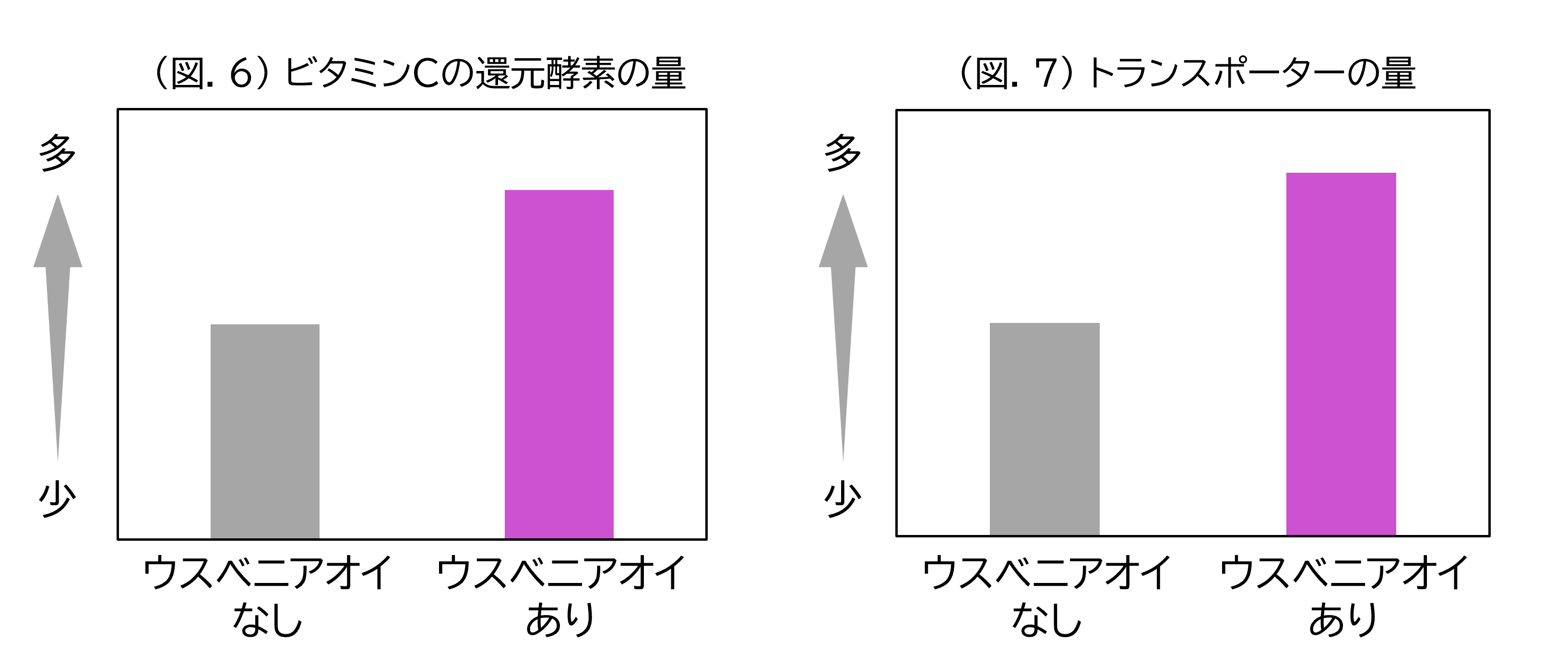 (図.6)ビタミンCの還元酵素の量/(図.7)トランスポーターの量