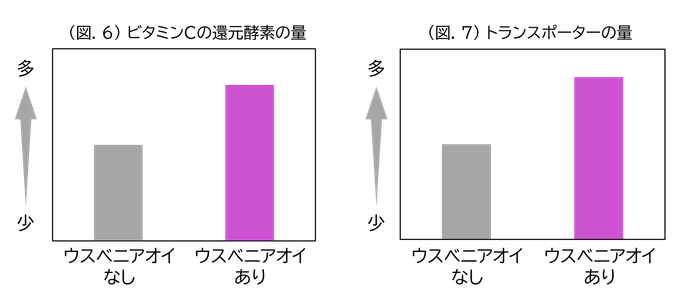 (図.6)ビタミンCの還元酵素の量/(図.7)トランスポーターの量