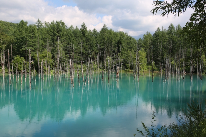 美瑛 青い池
