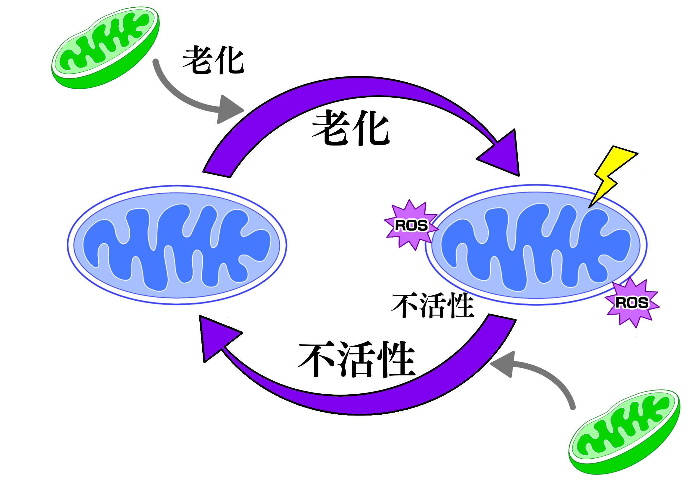 老化によるミトコンドリア不活性化の悪循環