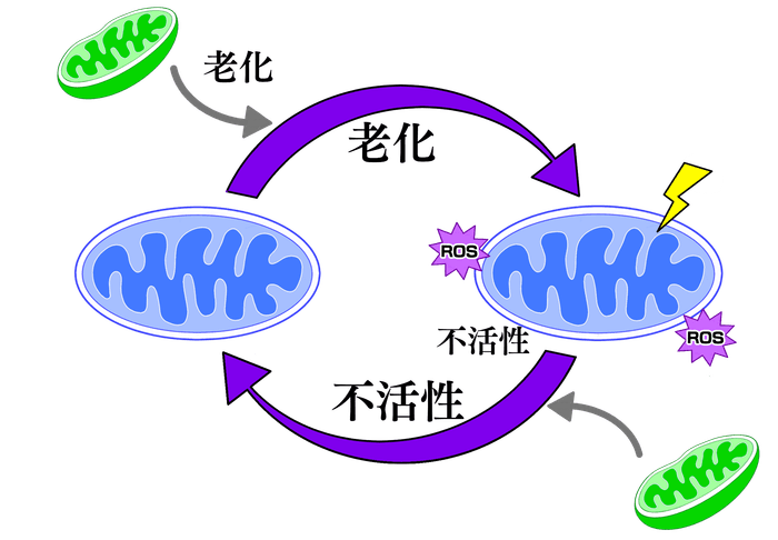 老化によるミトコンドリア不活性化の悪循環