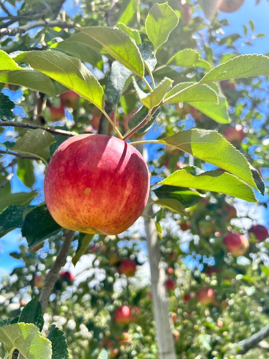 りんご(龍江産)
