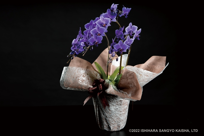 Blue Gene 3本仕立鉢