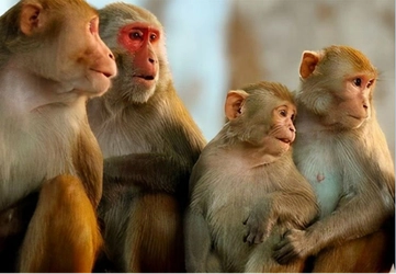 【データ分析】実験猿の全球市場：9.1%成長の持続性とトップ16機関の競争環境