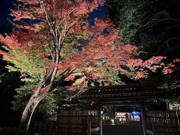 夜間特別観賞(過去の様子)