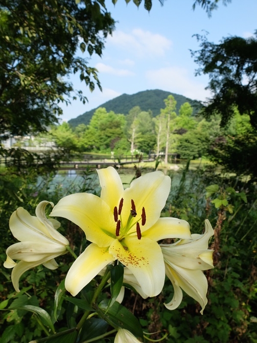 夏 カサブランカと押立山