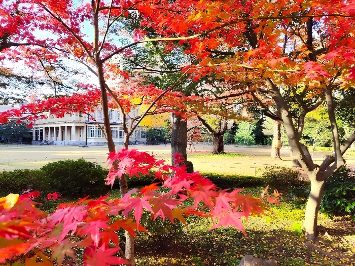 重要文化財 旧岩崎邸庭園(芝庭側)