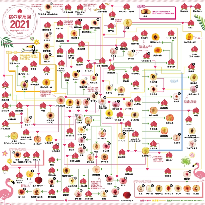 MOMOテラス_この桃どんな桃!?桃の家系図クイズ _桃の家系図