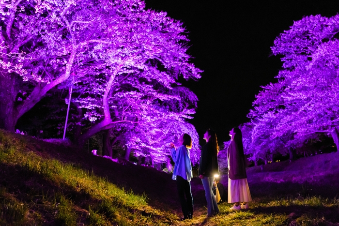 桜並木のライトアップ