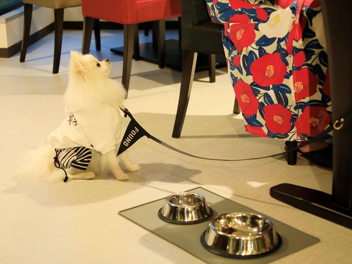 レストランは愛犬同伴でご利用可能　※イメージ