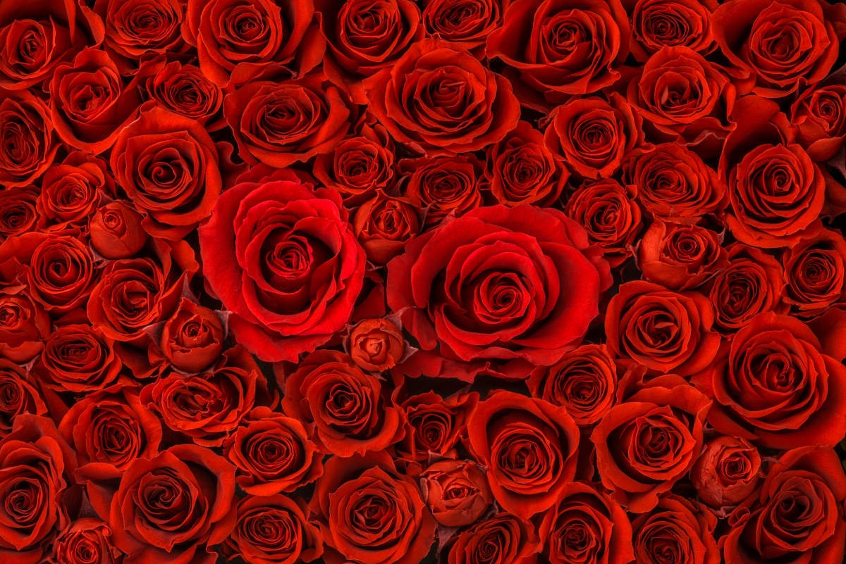 「108本のバラ」の意味・由来