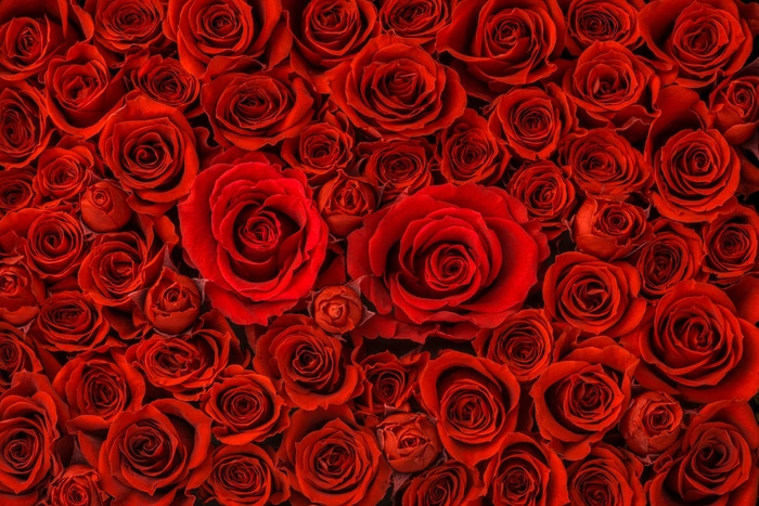 「108本のバラ」の意味・由来