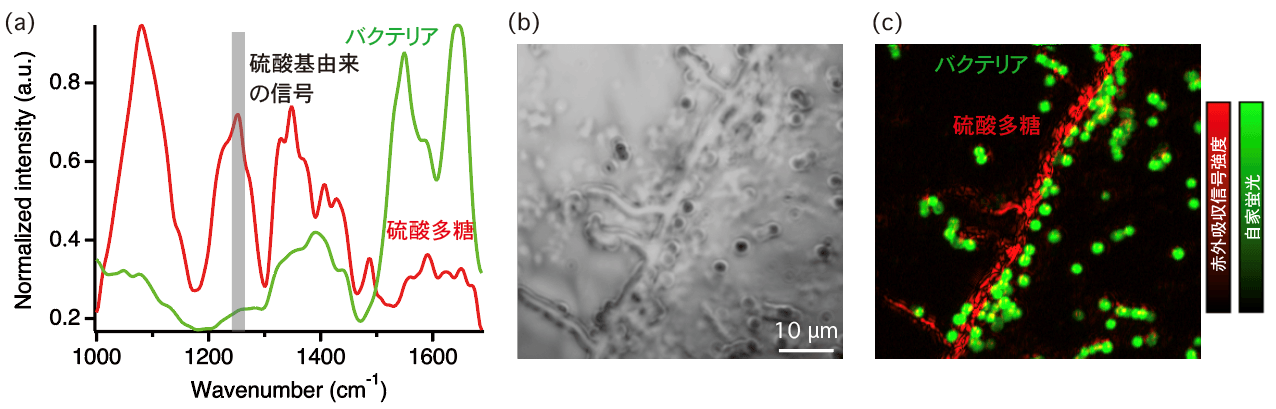図2:バイオフィルムマトリックス内の超解像赤外イメージングの結果