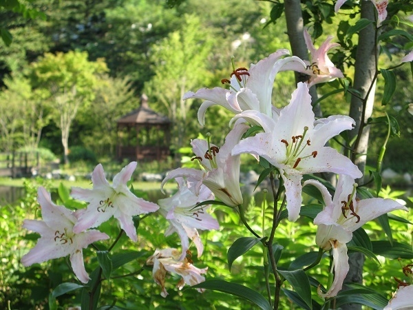 夏 ユリ“マルコポーロ”