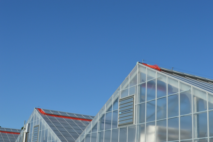 ライチ栽培ハウス