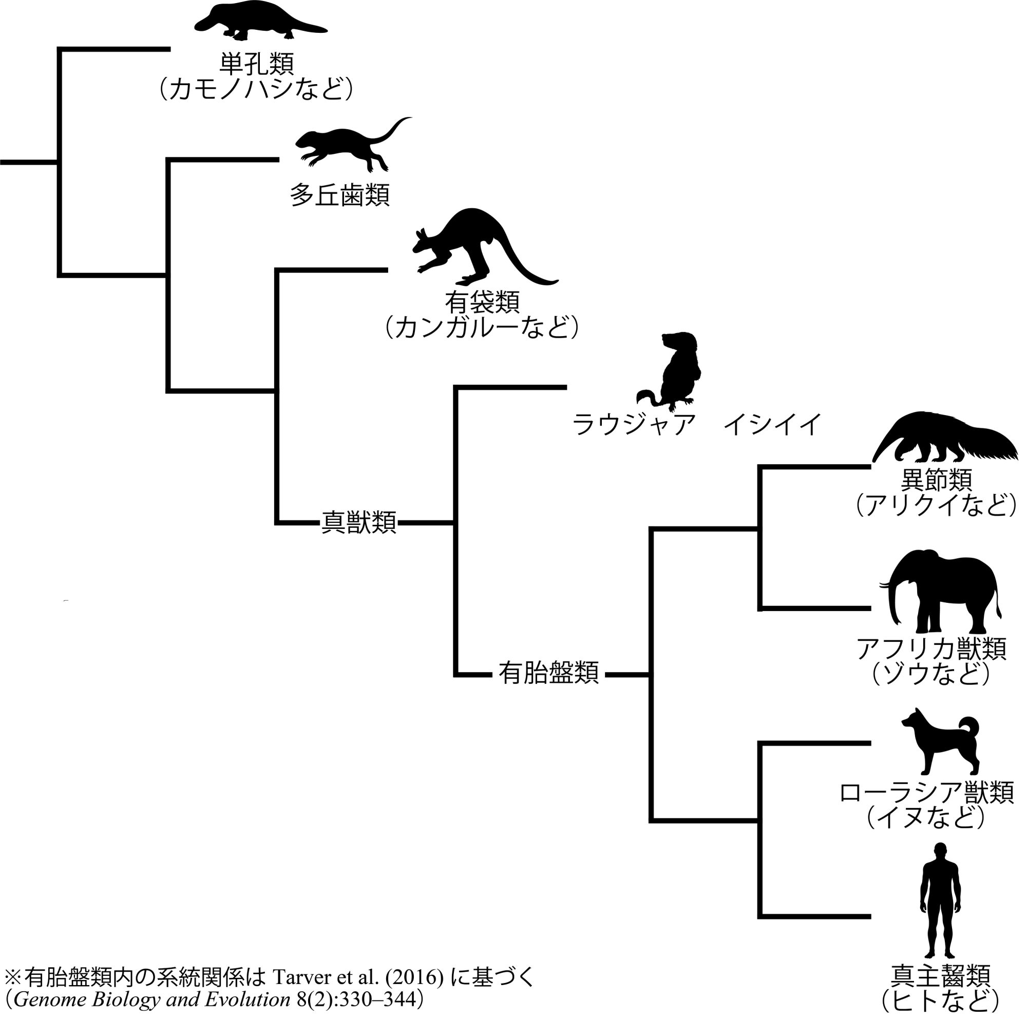 系統樹