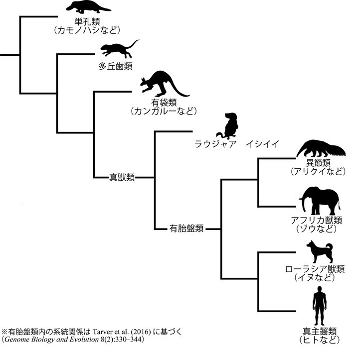 系統樹