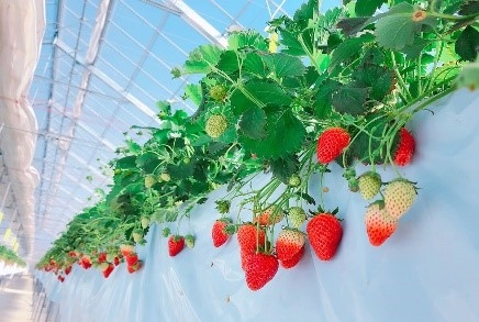 @FARM【KOEDO ICHIGO】