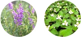 オウゴン、ドクダミ