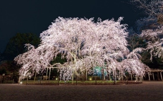 しだれ桜のライトアップ(イメージ)