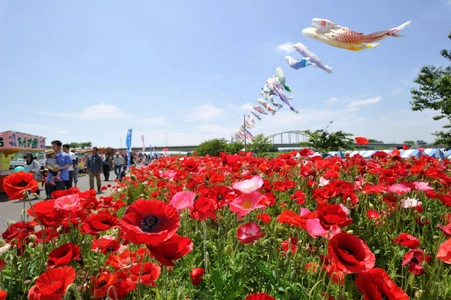 ポピーが咲き誇る花畑で出店イベント＆鬼怒川流域交流Eボート大会　 茨城県下妻市・鬼怒川河川敷にて5月18日に同時開催が決定！