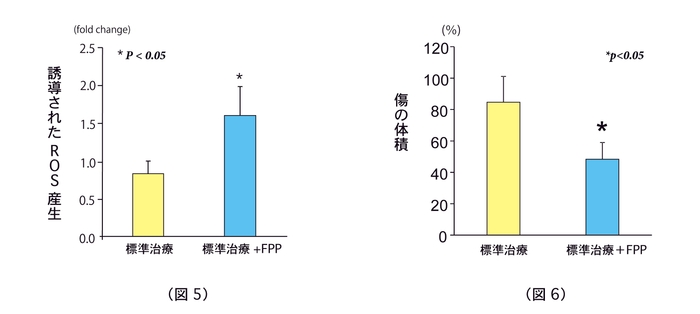 (図5)FPP摂取によるROS産生の誘導 (図6)FPP摂取によるヒト慢性創傷の治癒促進