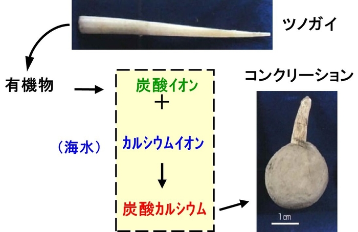 図2:コンクリーションのメカニズム(ツノガイの例)