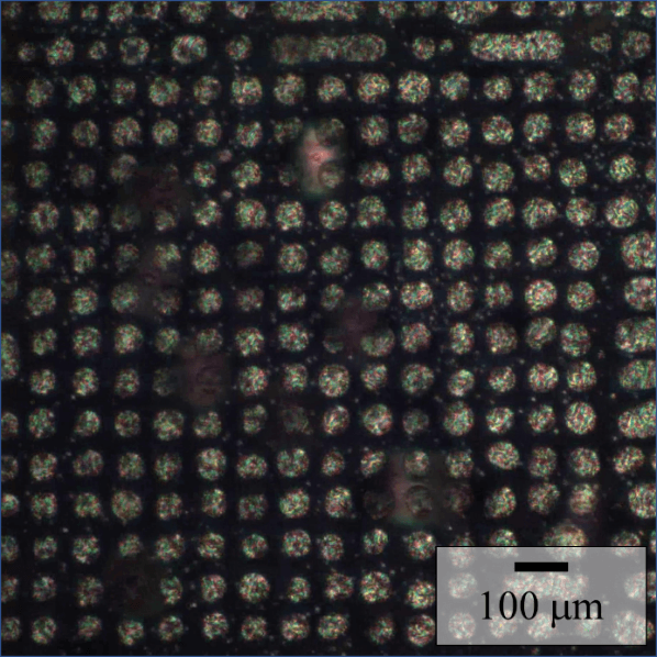 図2 アレイ状に配置した液晶滴。明るい領域が液晶滴を、暗い領域が液体相をそれぞれ示しています。デバイス内の静電エネルギー分布を周期的(~40μm)に変調しました。