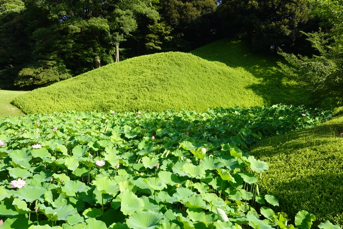 蓮池と小廬山 (7月10日撮影)