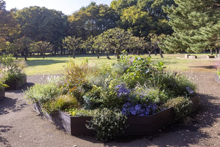 Bガーデンの様子(11月)