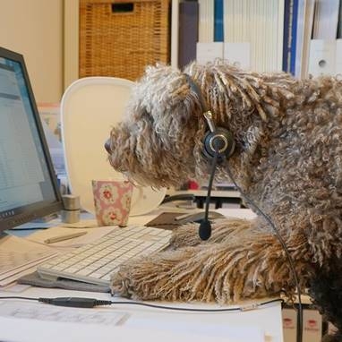 おうちdeオンライン留学(イメージ)