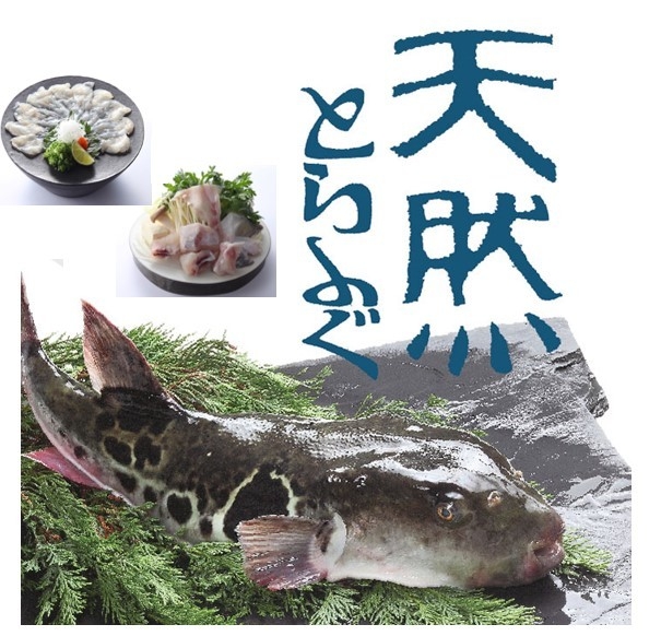 1月7日~13日「天然とらふぐスペシャルウィーク」