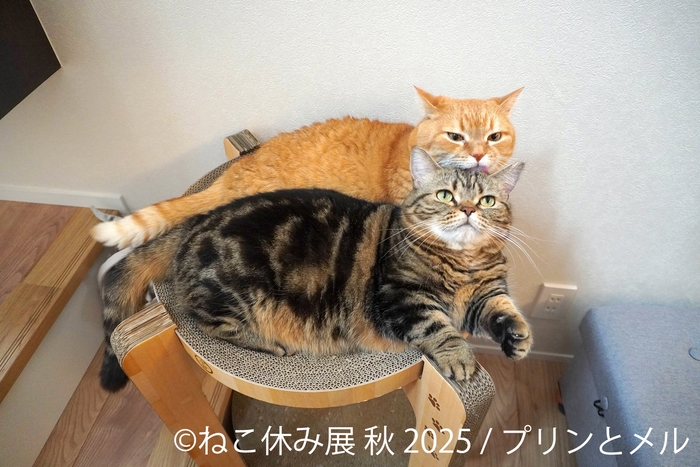 展示作品:プリンとメル