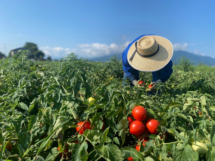 ナガノトマト 畑イメージ