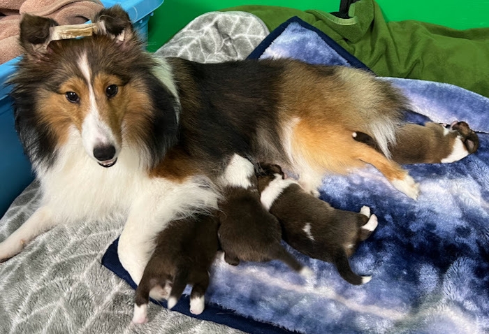 チェルシー愛情授乳