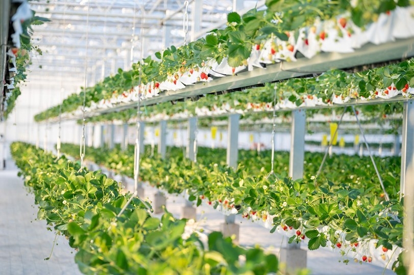 【the BERRY YOKOHAMA】天空のいちご狩り