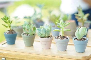 観葉植物やナチュラル雑貨・ヴィーガンスイーツを 取り扱うBe greenside　 グリーンウェルネスを提案するお店が埼玉に4月12日オープン