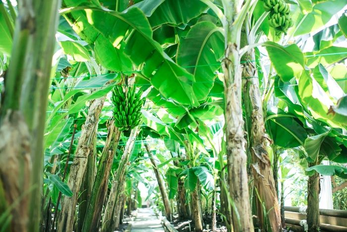 バナナ温室