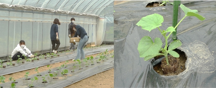 令和6年(2024年)にメロンのアースストレート苗を定植して試験栽培をしている様子(左)、定植された苗(右)