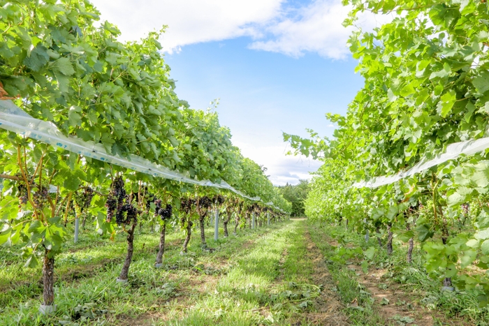 サンサンワイナリー圃場