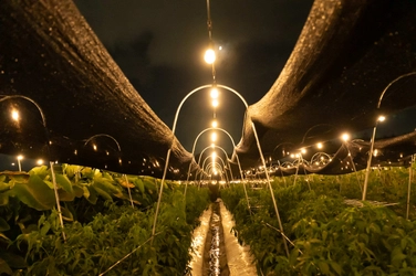 20代中心の農業集団が手がける、 夜の農業体験イベント「ナイトファーム」　 京都・大原野で7月1日から開催　 約1,000球のイルミネーションのもと 京野菜の収穫や石窯ピザ作りを体験