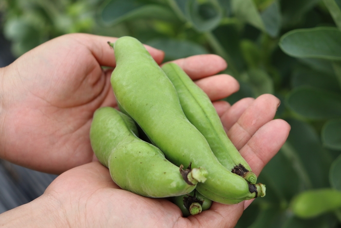 河内一寸そらまめ