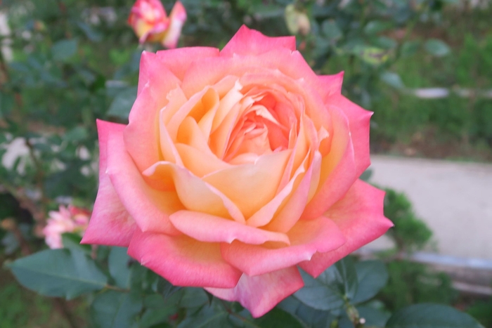 「朝雲」(11月20日撮影)