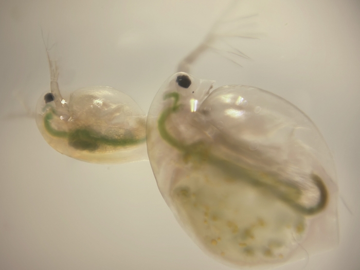 観察例(ミジンコ)